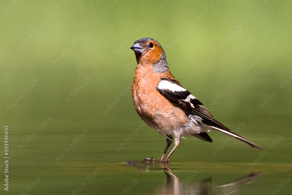 Vink, Common Chaffinch, Fringilla coelebs Vink, Common Chaffinch, Fringilla coelebs