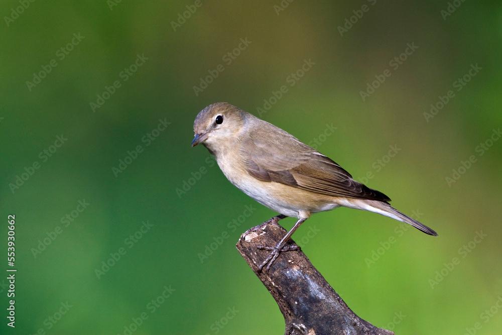 Tuinfluiter, Garden Warbler, Sylvia borin Tuinfluiter, Garden Warbler, Sylvia borin