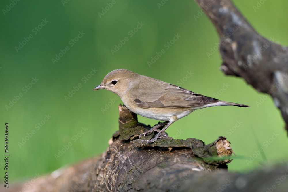 Obraz premium Tuinfluiter, Garden Warbler, Sylvia borin