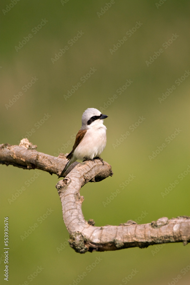 Grauwe Klauwier, Red-backed Shrike, Lanius collurio Grauwe Klauwier, Red-backed Shrike, Lanius collurio