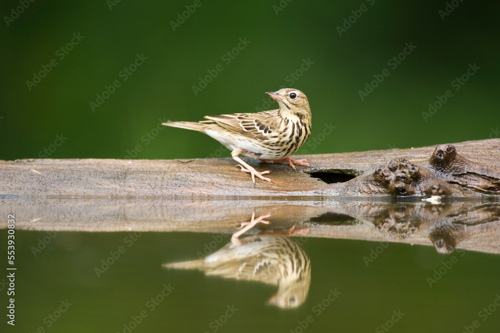 Fototapeta premium Boompieper, Tree Pipit, Anthus trivialis