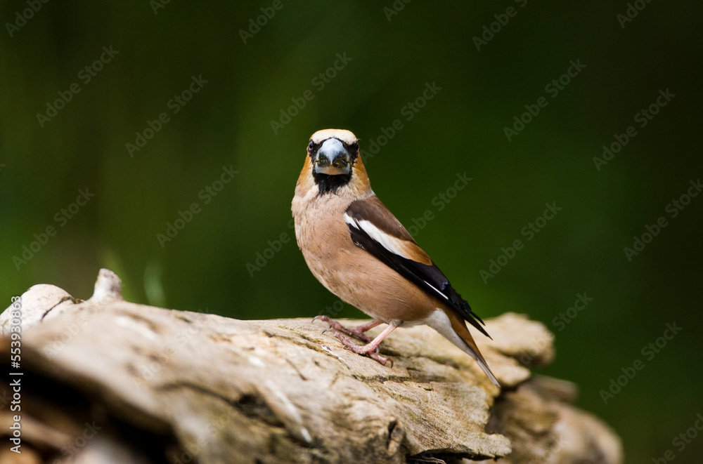 Obraz premium Appelvink, Hawfinch, Coccothraustes Coccothraustes