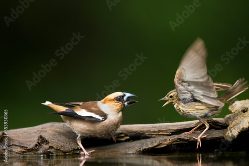 Obraz na płótnie Appelvink, Hawfinch, Coccothraustes Coccothraustes w salonie