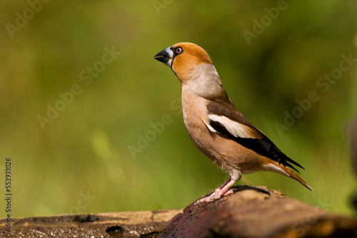 Appelvink, Hawfinch, Coccothraustes Coccothraustes © Marc