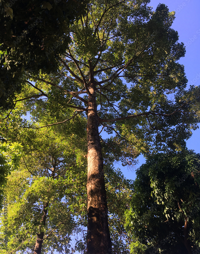 Fototapeta premium low angle view of a tree in the forest