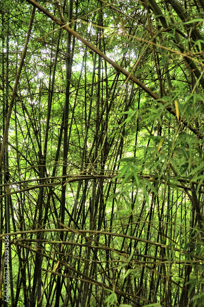 Bamboo forest background, Nature scene Bamboo forest background, Nature scene