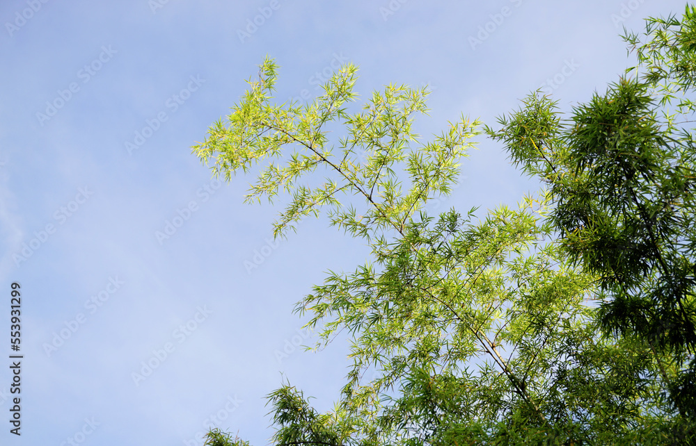 Bamboo tree canopy with blue sky background Bamboo tree canopy with blue sky background