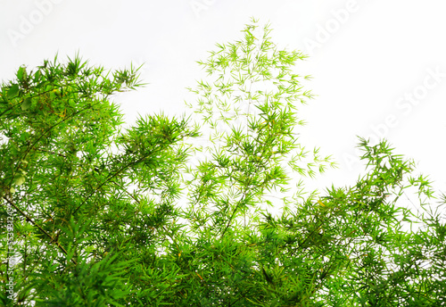 Bamboo tree canopy with blue sky background