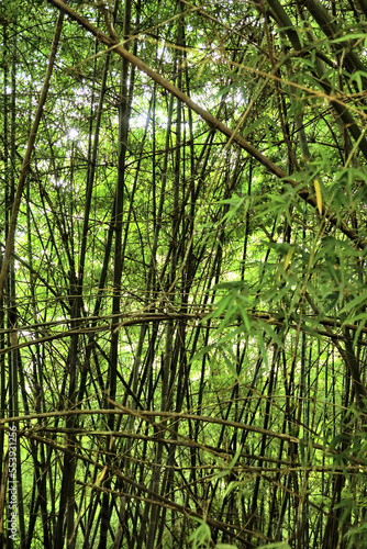 Bamboo forest background  Nature scene