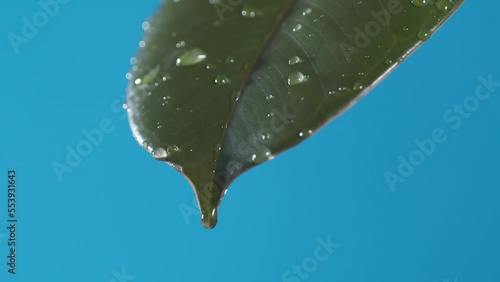 Drops of water drip from the green leave down on the blue background. Slow motion