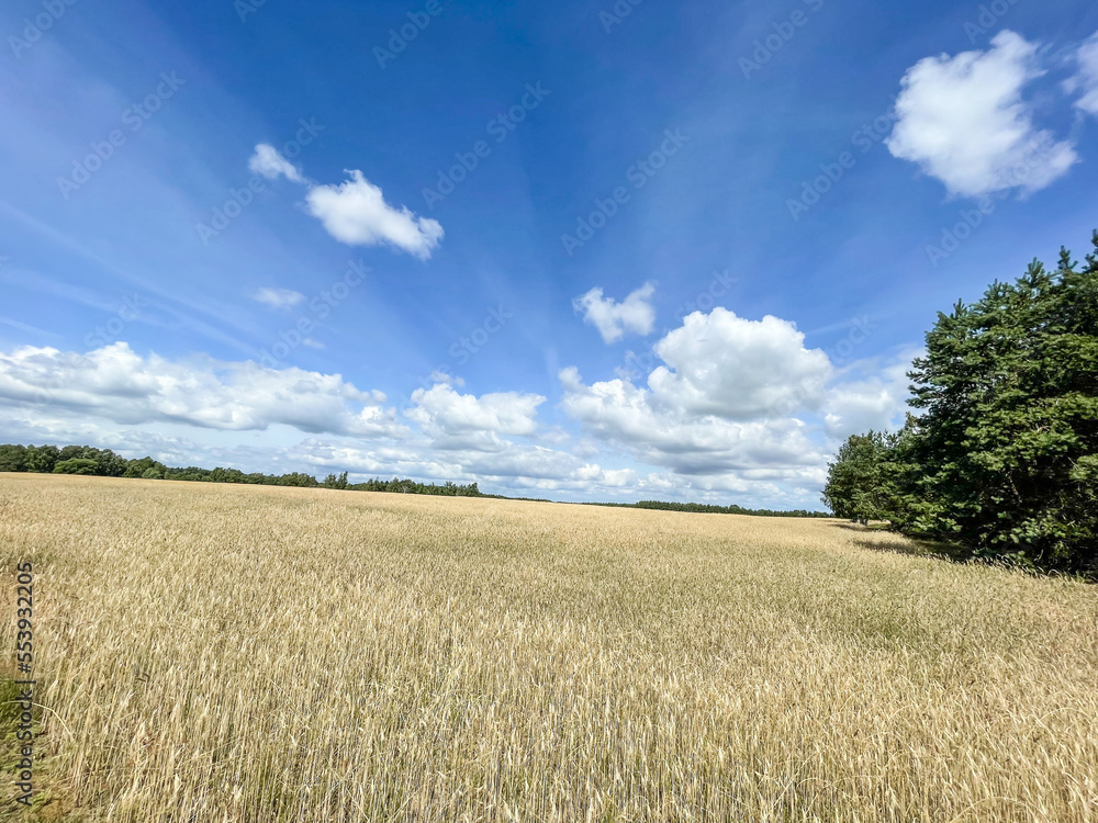 Obraz premium Summer landscape