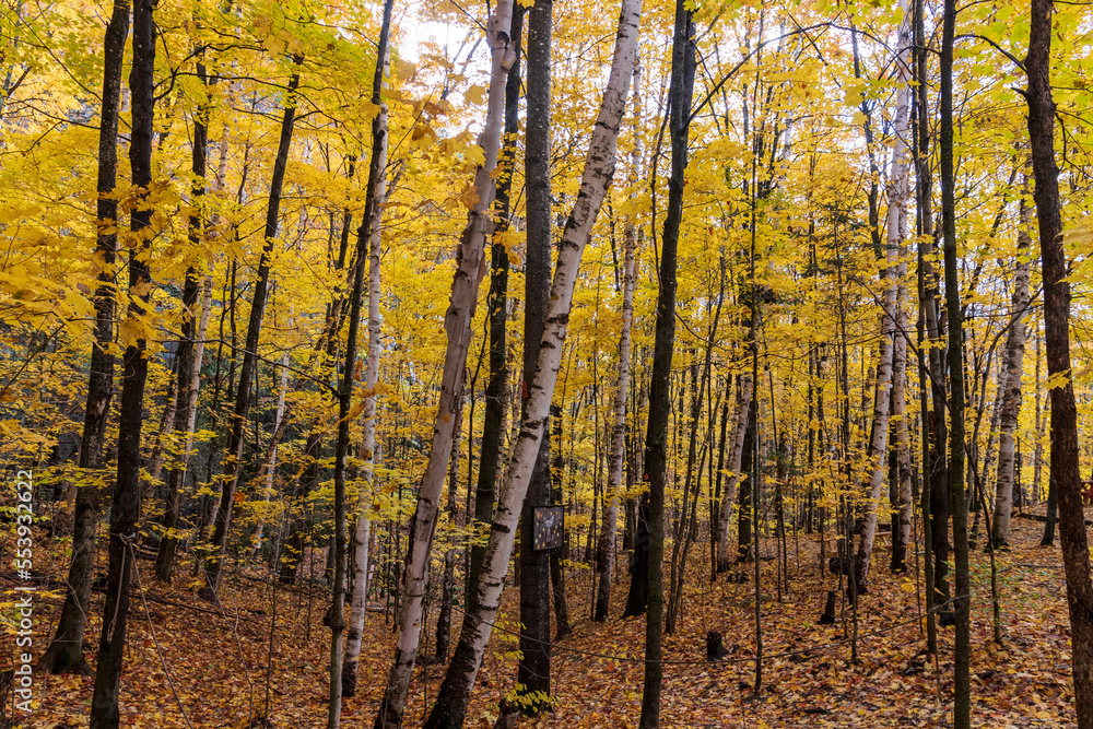 Fototapeta premium Trees with fall colors at Montagne d'argent. Quebec. Canada.