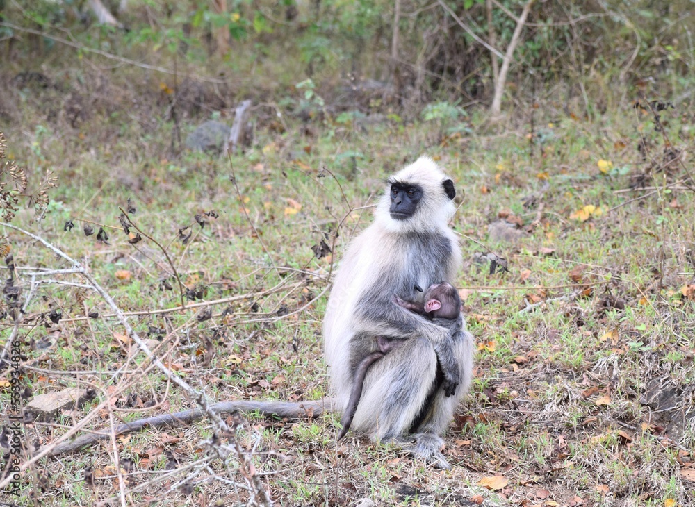 Fototapeta premium langoor with baby