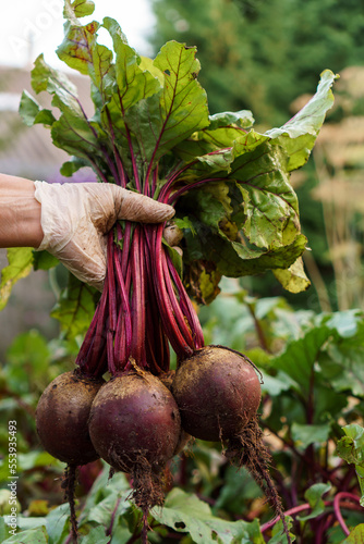 Cropped photo of man wearing disposable glove, gathering holding plucking digging out bunch of ripe beets. Harvest.