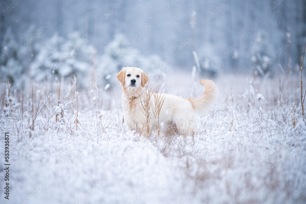 Golden Retriever Hund stehend im Schnee mit erhobener Rute