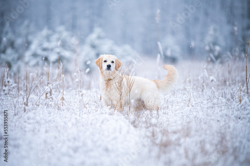 Golden Retriever Hund stehend im Schnee mit erhobener Rute