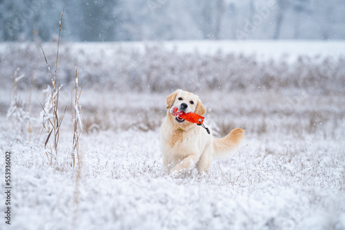 Golden Retriever im Schnee mit Dummyspielzeug apportieren