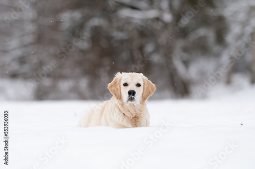 Golden Retriever im Schnee liegend frontal