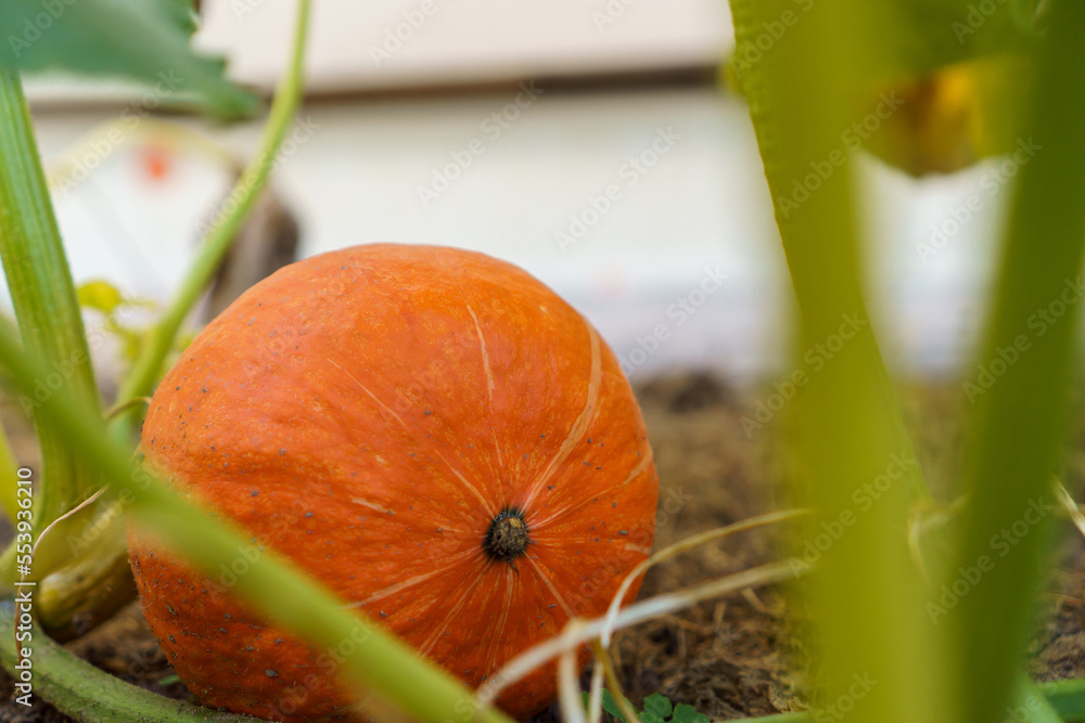 Obraz premium Close-up of ripe orange pumpkin lying on ground among green leaves on garden-bed in vegetable garden outdoors. Harvest.