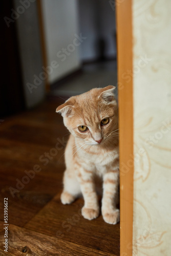 Scottish fold ginger young cat on at home, playful kitten, funny, love domestic pets.