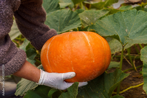 Canvastavla Cropped photo of man wearing white disposable gloves, gathering holding plucking ripe pumpkin from vegetable garden
