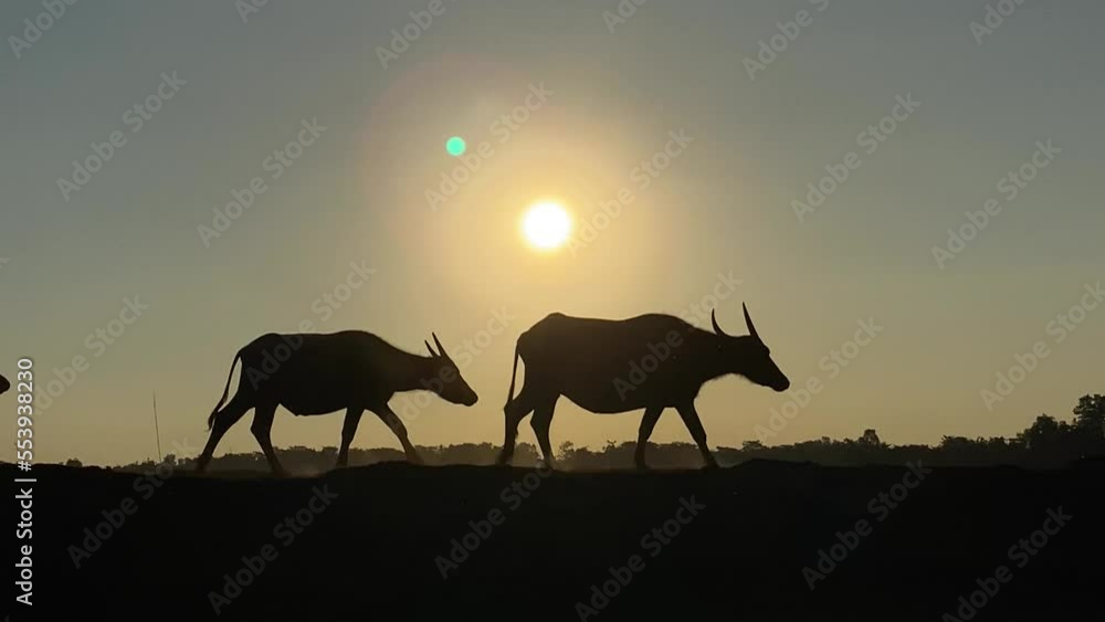 Silhouette of buffalo herd walking at rural path against morning sun. Beautiful scenery of animals going home. Slow motion low angle shot Silhouette of buffalo herd walking at rural path against morning sun. Beautiful scenery of animals going home. Slow motion low angle shot