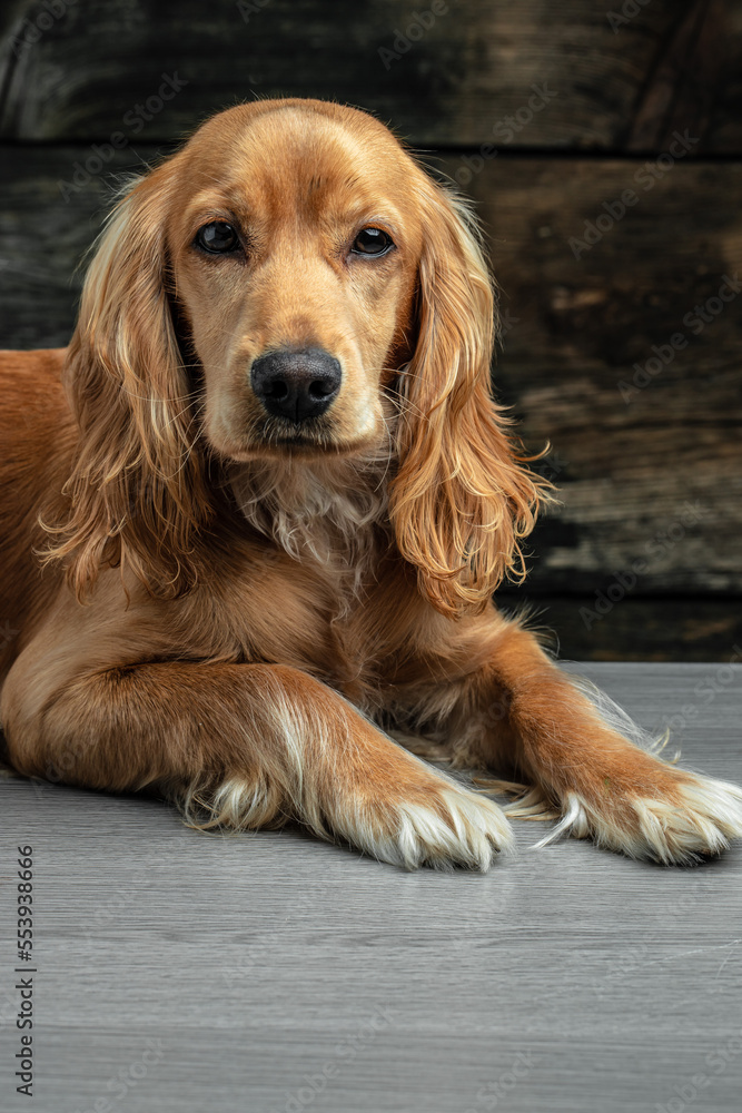 Cocker Spaniel dog looking to the side on a dark background, vertical image. place for text Cocker Spaniel dog looking to the side on a dark background, vertical image. place for text