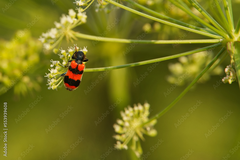 Fototapeta premium Gemeiner Bienenkäfer (Trichodes apiarius)