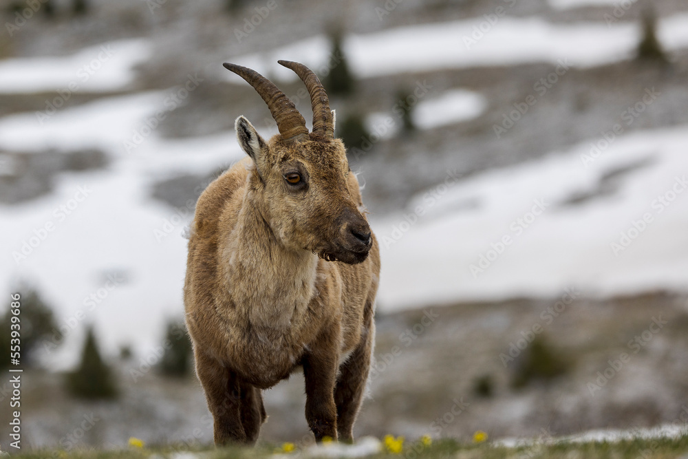 Portrait of an ibex with beautiful horns in the Vercors, France