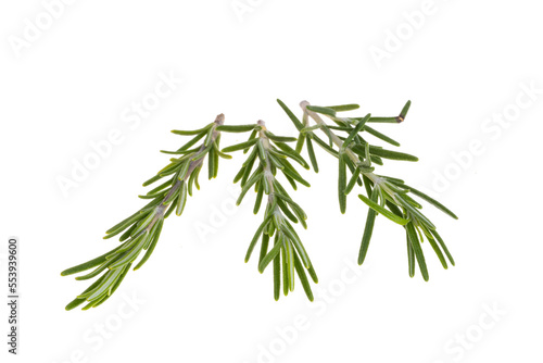 rosemary branch isolated