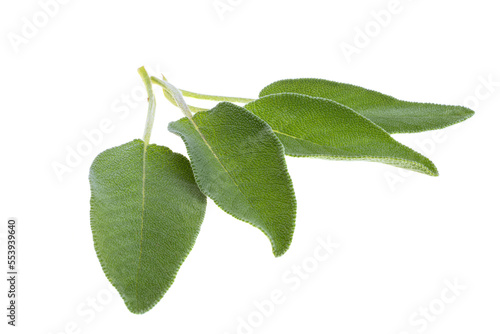 sage leaves isolated