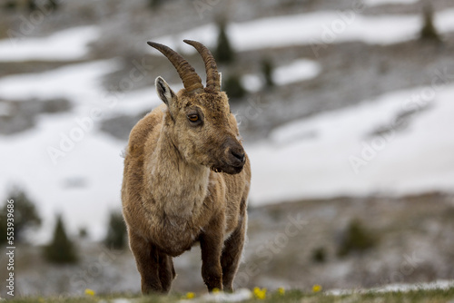 Portrait of an ibex with beautiful horns in the Vercors, France © serge