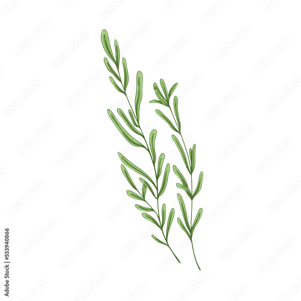 Naklejka premium Leaf branch of rosemary herb. Herbal plant, leaves and stem of fresh provence seasoning, organic green condiment, flavoring. Aromatic sprig. Hand-drawn vector illustration isolated on white background