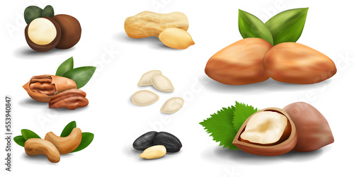 A large set of nuts and seeds of various types. Realistic vector graphics. All nuts icons isolated on white background