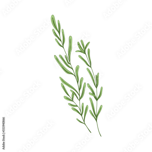 Leaf branch of rosemary herb. Herbal plant, leaves and stem of fresh provence seasoning, organic green condiment, flavoring. Aromatic sprig. Hand-drawn vector illustration isolated on white background