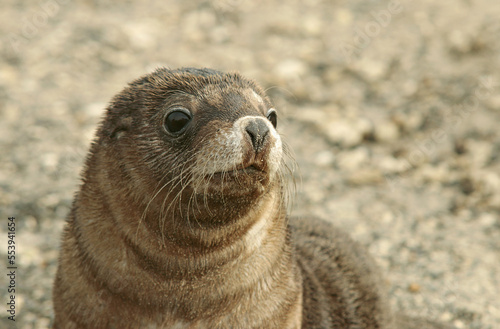 baby seal close up at the beach, Australia