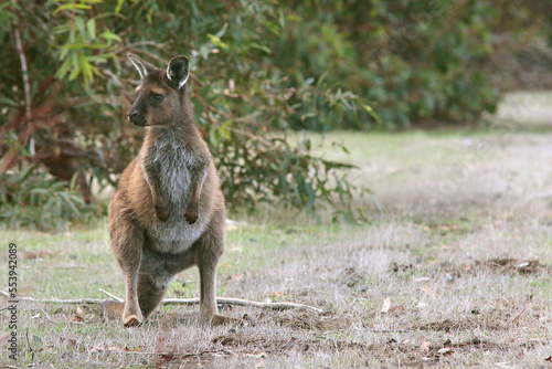 wild kangaroo wallaby on kangaroo island in Australia photo