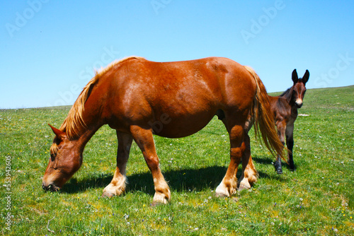 horses grazing on the Tuscan-Emilian Apennines photo