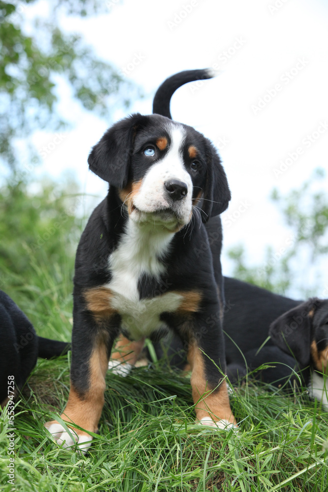 Puppy of Greater Swiss Mountain Dog Puppy of Greater Swiss Mountain Dog
