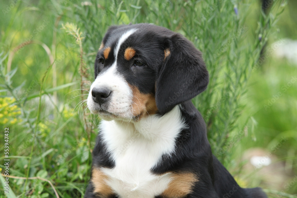 Puppy of Greater Swiss Mountain Dog