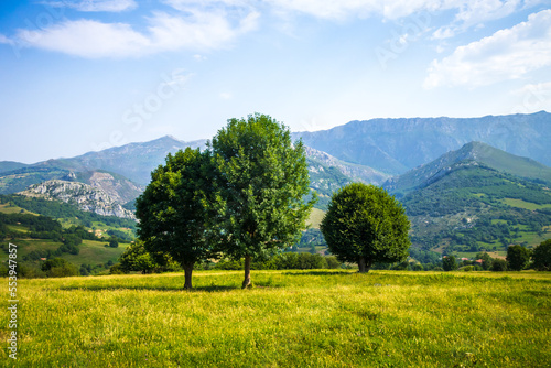 Tree in a field in Picos de Europa  Asturias  Spain