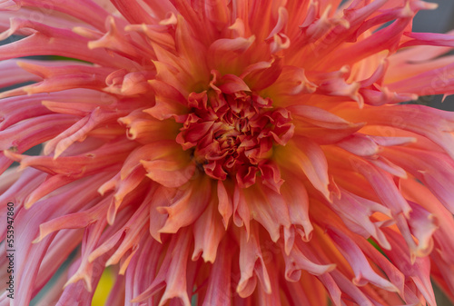 beautiful pink dahlia flowers grow in the garden.