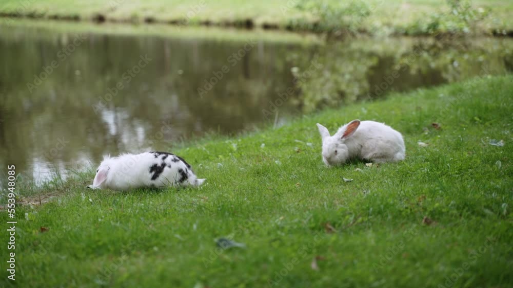Two rabbits, lop-eared spotted and American white, are sitting on bright green lawn near pond. Mammals roam freely in nature and look for natural food on ground. Two rabbits, lop-eared spotted and American white, are sitting on bright green lawn near pond. Mammals roam freely in nature and look for natural food on ground.