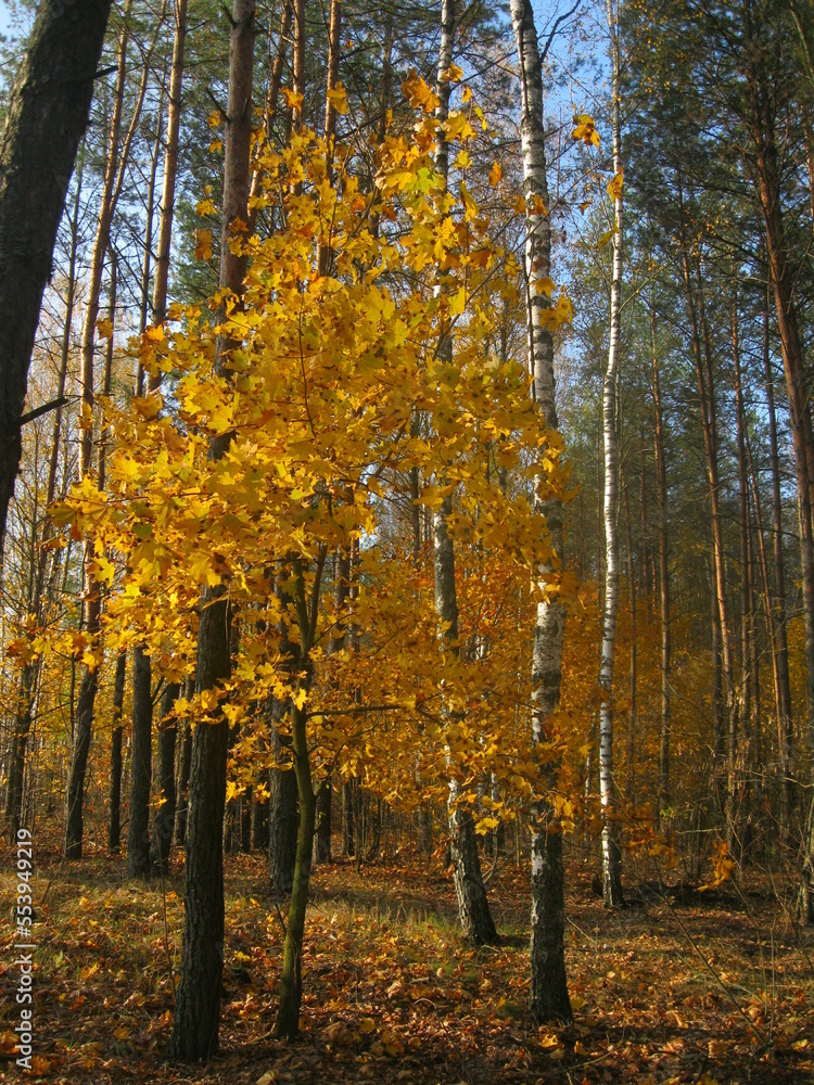 autumn forest in the autumn