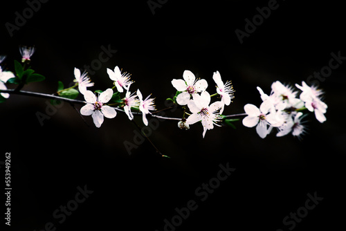 Branch with cherry blossom on fruit tree with black background. Blossom in spring photo