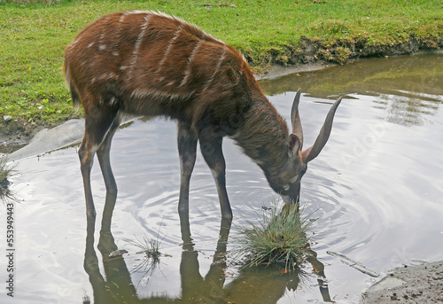 The male antelope sitatunga or marshbuck (Tragelaphus spekii) at the waterhole photo