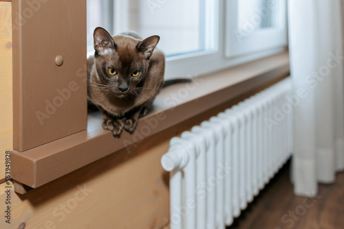Burmese kitten is sitting on windowsill. Cat is heated by radiator. High quality photo