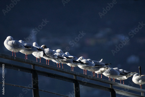 Gabbiano del Lario appollaiati in fila sulla ringhiera della banchina lago di como lombardia italia  photo