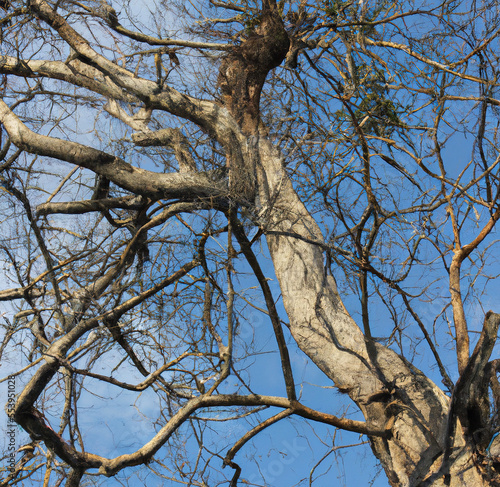 Tree branches without leaves against blue sky background created using Generative AI technology