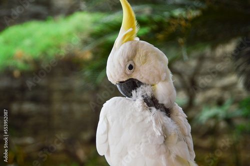 Plucking stressed and sick cockatoo pet bird parrot